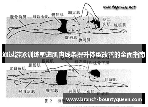 通过游泳训练塑造肌肉线条提升体型改善的全面指南